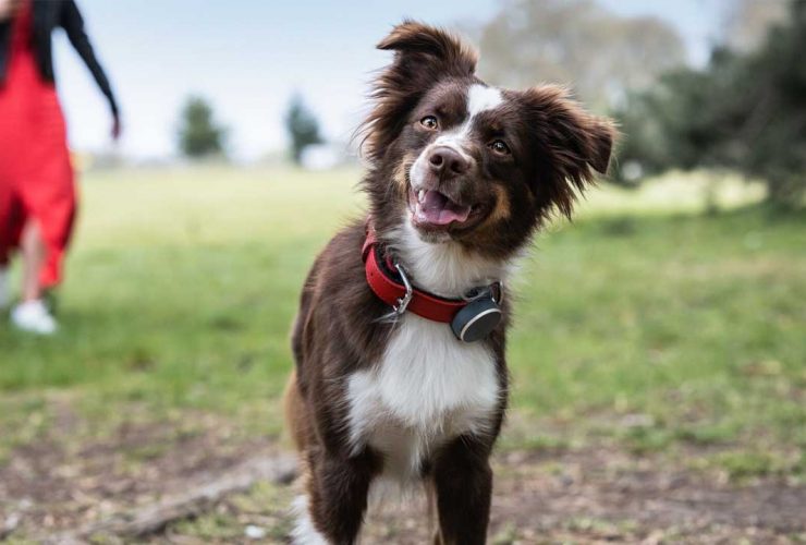 Vodafone Curve Pet, Gps per cani e gatti
