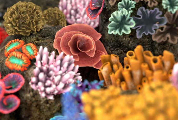 Recolour the reef
