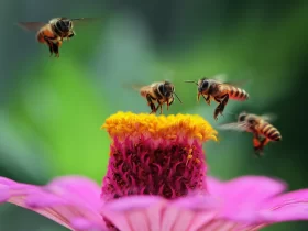 come adottare un alveare per proteggere le api