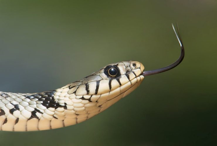 Macro shot of a grass snake showcasing its forked tongue and detailed scales.